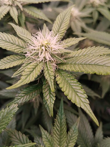 IMG_20250203_203624 - Kopie