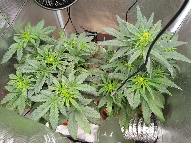 IMG_20240510_215652649