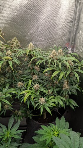 Growreport Bild 7