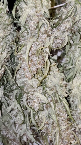 vlcsnap-2025-03-04-07h59m12s448