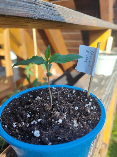 1723478512219313414786883254880