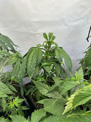 Growreport Bild 6