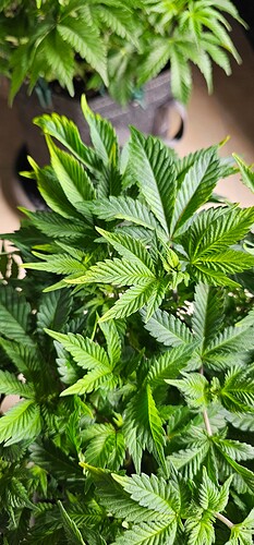 Growreport Bild 13