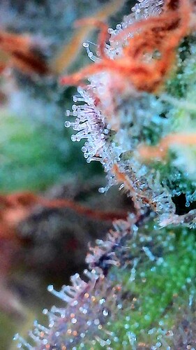 Growreport Bild 1