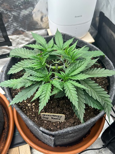 Growreport Bild 6