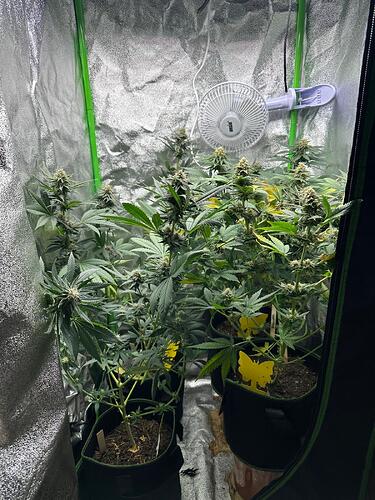 Vier Cannabispflanzen in einer Growbox in der Blütephase, eine davon mit schwer hängenden Blüten.