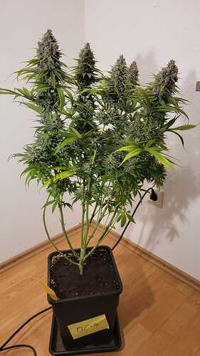 Growreport Bild 19