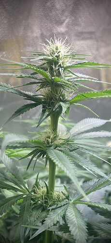 Growreport Bild 5