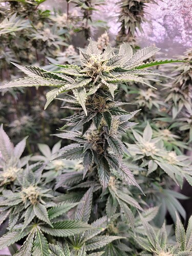 Growreport Bild 2