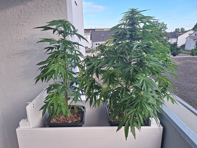 Growreport Bild 5