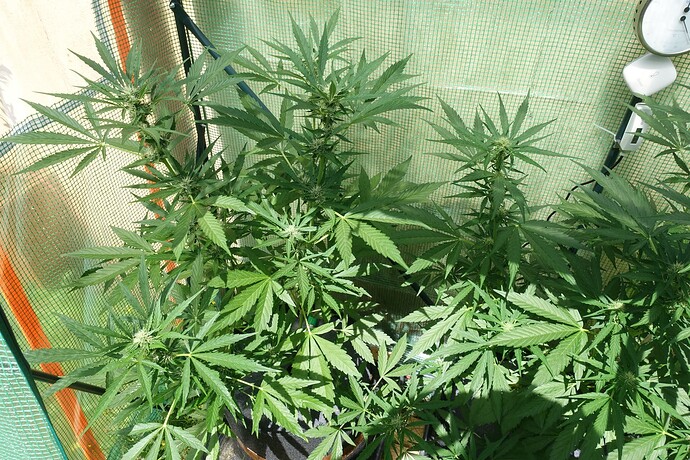 Growreport Bild 2