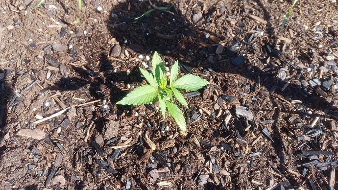 Growreport Bild 7