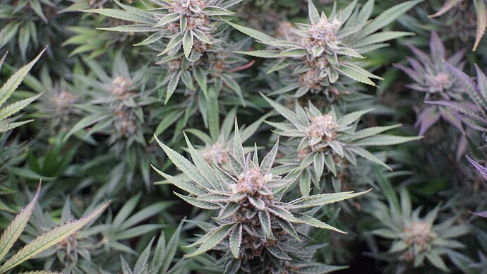 Growreport Bild 8
