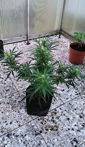 Growreport Bild 4