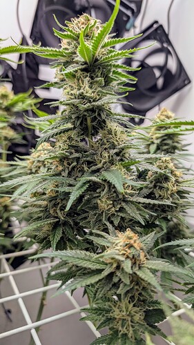 Growreport Bild 30