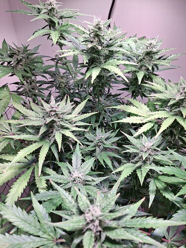 Growreport Bild 24