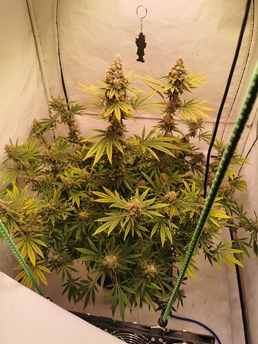 Growreport Bild 4
