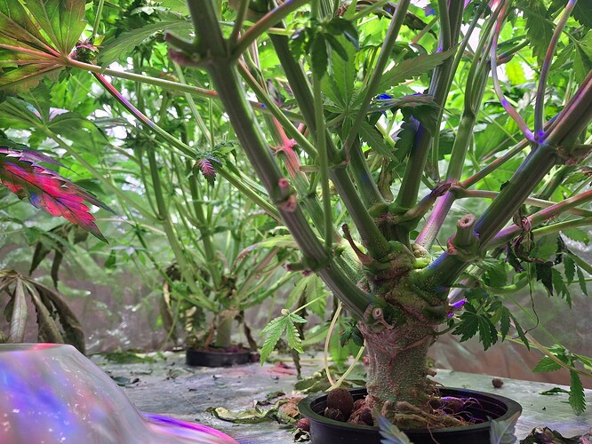 Growreport Bild 4