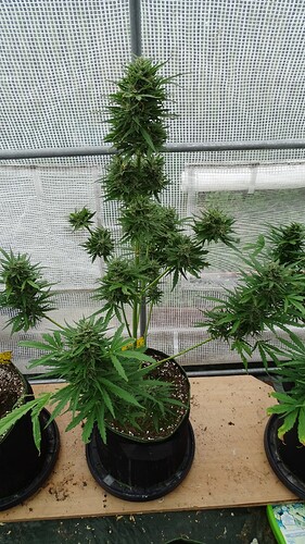 Growreport Bild 10