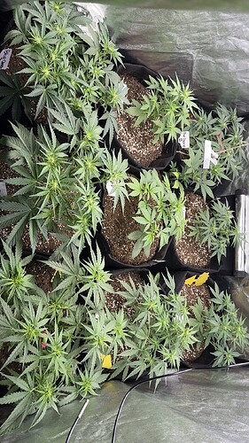 Growreport Bild 1