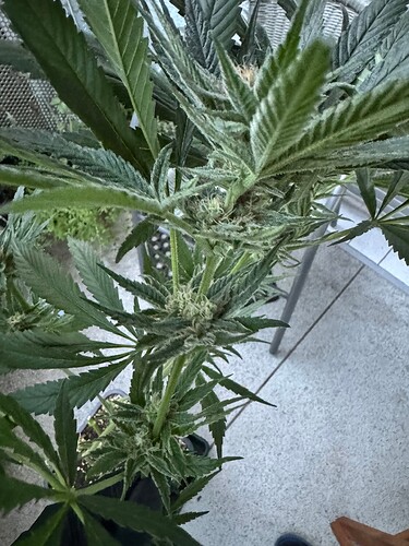 Growreport Bild 6
