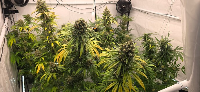 Growreport Bild 70