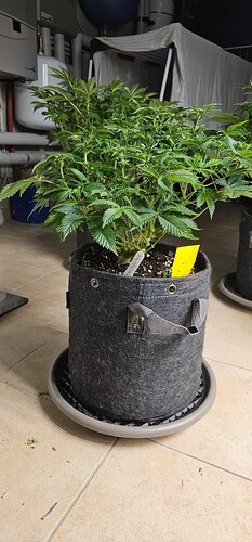 Growreport Bild 26