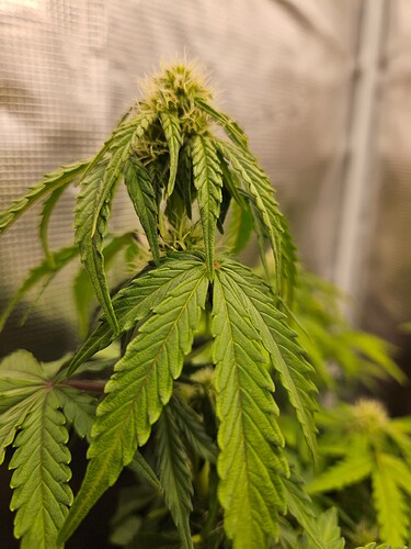 Growreport Bild 65
