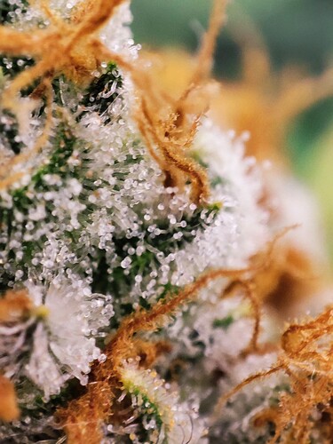 Growreport Bild 5