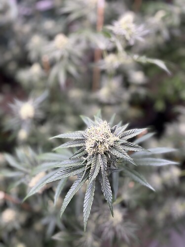 Growreport Bild 41