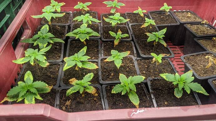 signal-2024-08-31-082521