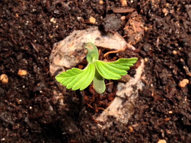Grow26_0519_11