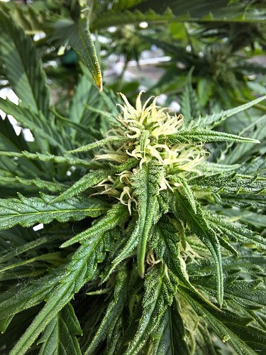 Growreport Bild 15