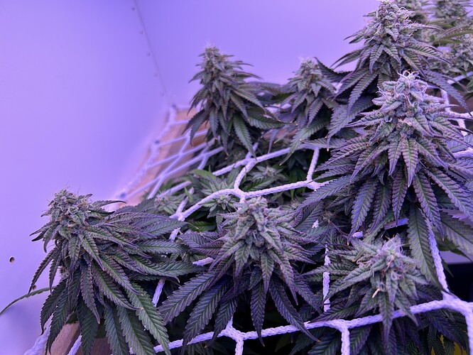 Nahaufnahme von Cannabis-Blüten in der späten Blütephase, die durch ein Scrog-Netz wachsen.