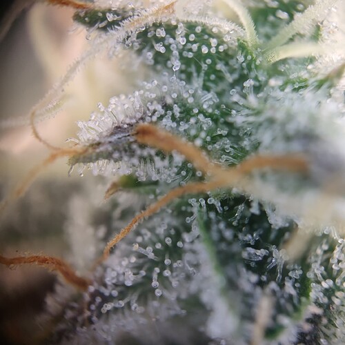 Growreport Bild 9