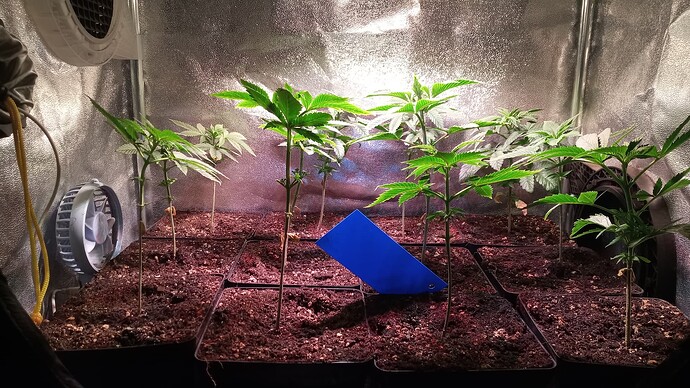 Growreport Bild 6