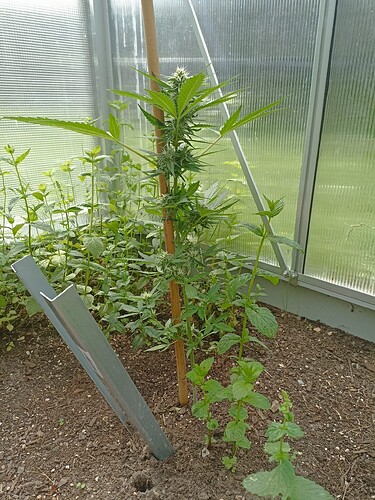 Growreport Bild 6