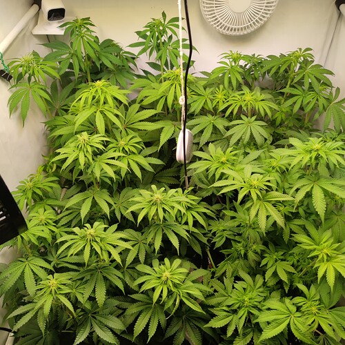 Growreport Bild 7