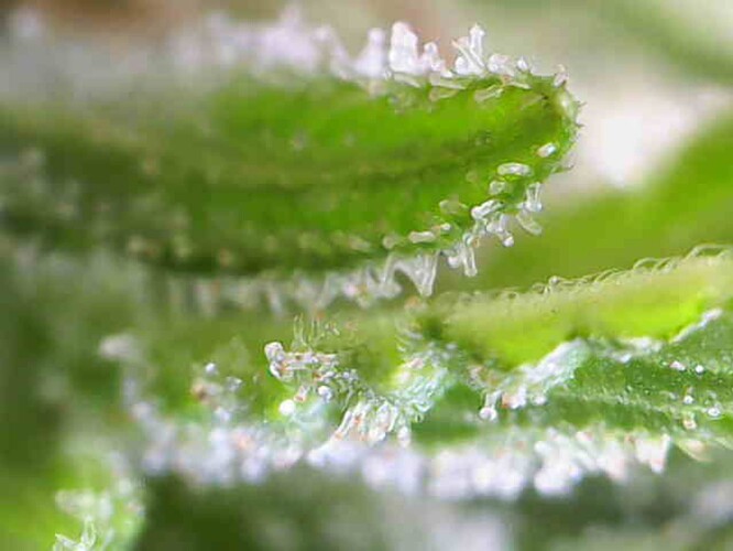Growreport Bild 45