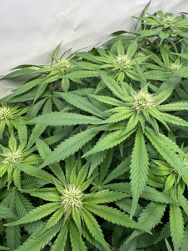 Growreport Bild 17
