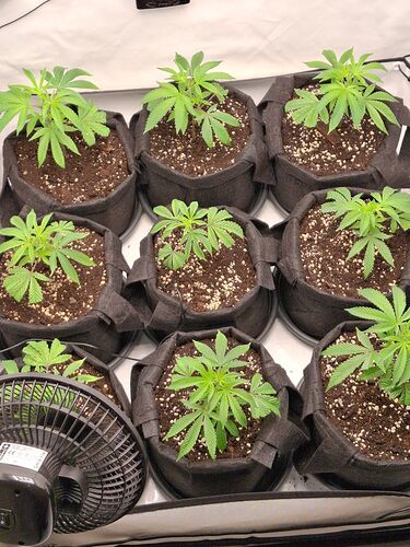Growreport Bild 3