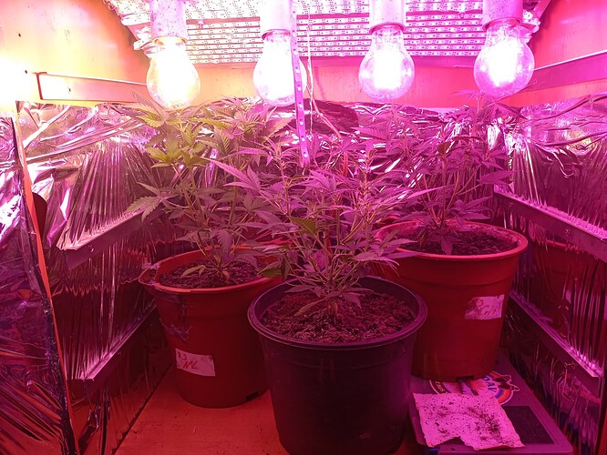 IMG_20240419_190808165