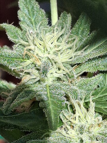 Growreport Bild 139