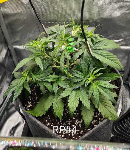 Growreport Bild 17
