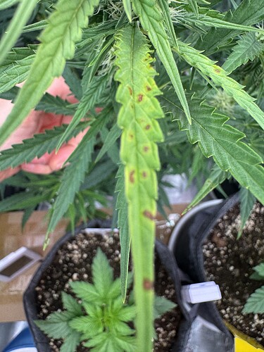 Growreport Bild 10