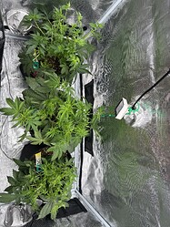 Growreport Bild 12