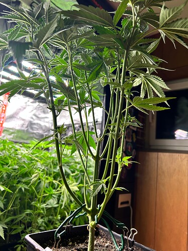 Growreport Bild 1