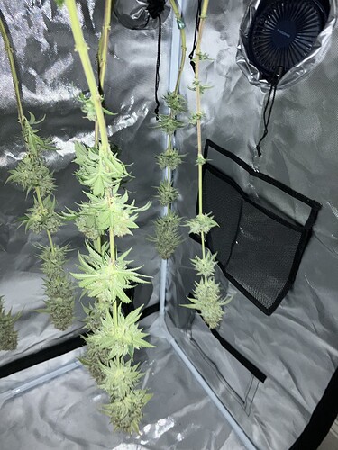 Growreport Bild 4