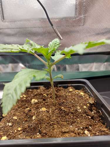 Growreport Bild 12