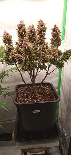 Growreport Bild 1